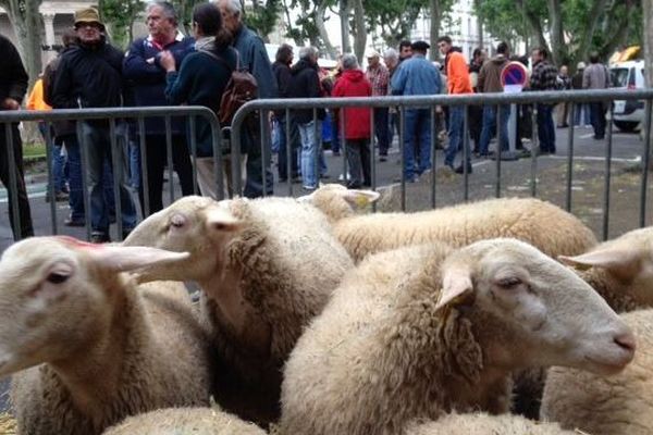 Les brebis parquées devant la préfecture de l'Aude 