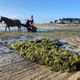 Un cheval pour ramasser les algues vertes