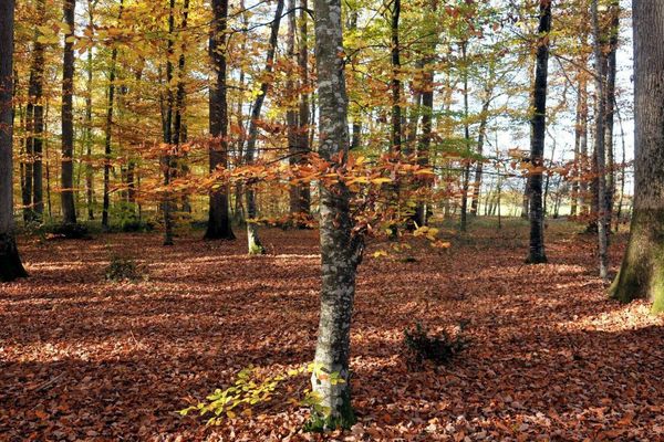 Photo d'illustration. La forêt de Tronçais est notamment réputée pour ces chênes dont les morceaux sont transformés en tonneaux de vin, renfermant parfois les plus grands crus de l’hexagone. Des arbres qui s’étendent sur 12.000 hectares entre Berry et Bourbonnais.