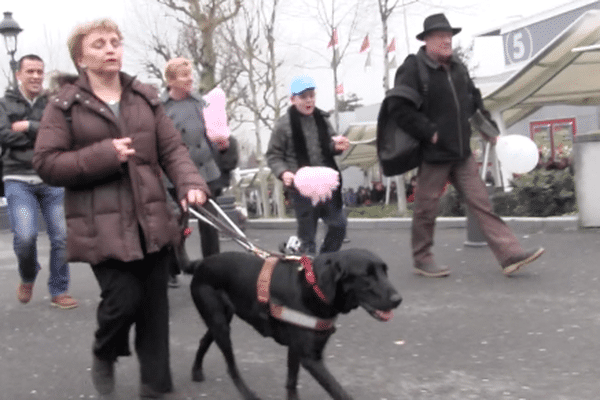 Un chien guide d'aveugle accompagne un visiteur au Salon de l'Agriculture 2013.