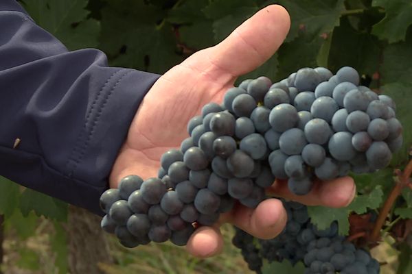 Une grappe de Merlot en Bergeracois