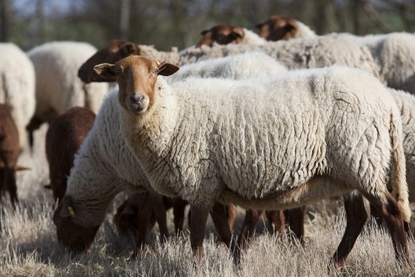 A compter du vendredi 6 octobre et pour une durée de 2 semaines, 320 brebis vont pâturer sur l’espace naturel sensible des Coqueteaux à Montilly dans l’Allier. Leur mission : brouter, piétiner, enrichir la terre de leurs excréments. Bref, participer, le plus écologiquement du monde, à la protection de l’environnement.