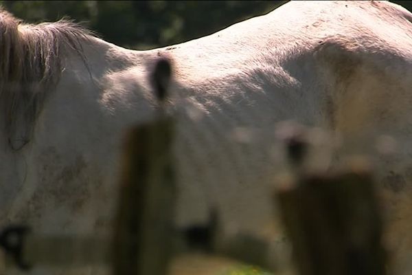 Un cheval famélique