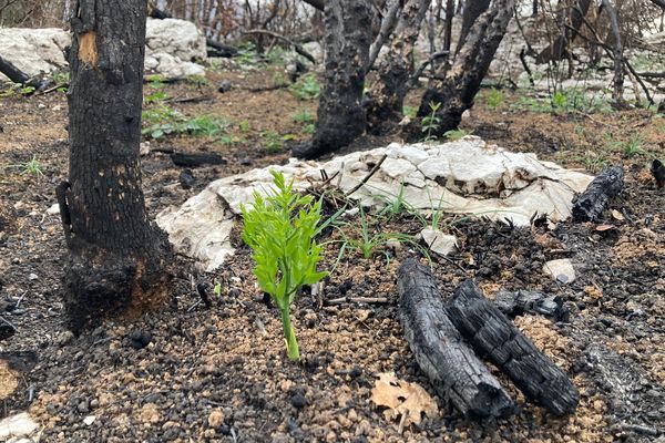 De jeunes pousses apparaissent déjà, deux mois après l'incendie.