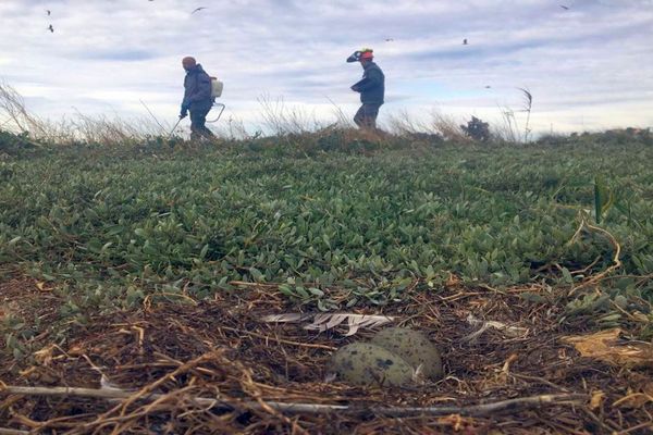 Gruissan (Aude) - les agents municipaux stérilisent les oeufs de goélands sur l'ile aux oiseaux - avril 2023.