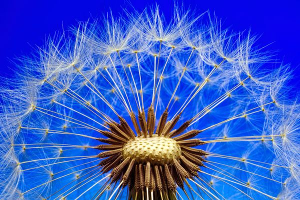 dandelion flower macro photography