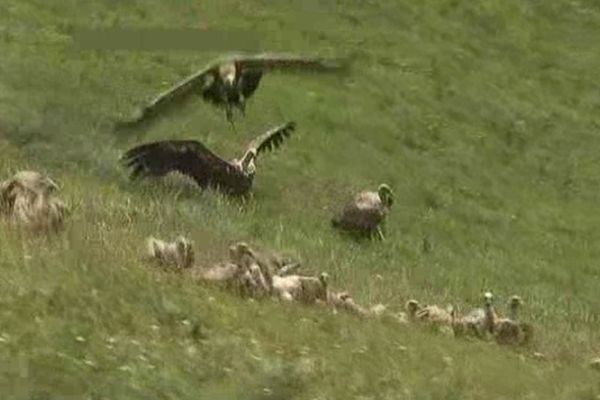 Le vautour est généralement un charognard qui s'attaque aux carcasses d'animaux