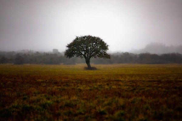 Seul dans le brouillard