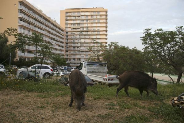 Une battue administrative au sanglier est organisée ce dimanche 22 janvier dans certains quartiers d'Ajaccio.