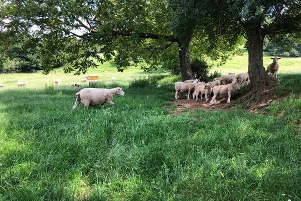 En Saône-et-Loire, le loup était présent dans le Clunisois depuis avril dernier.