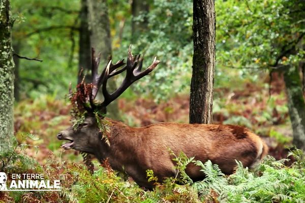 Un cerf du parc de Boutissaint a frotté ses bois dans les fougères lors de la saison du brame.