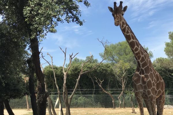 Zoo de Lunaret: Dame girafe accueille les visiteurs