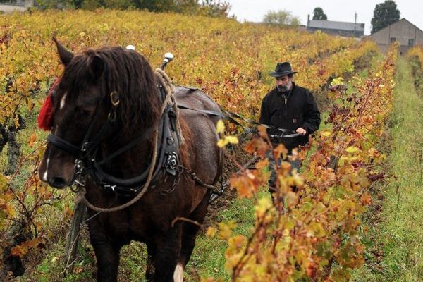 Olivier Cousin dans ses vignes.