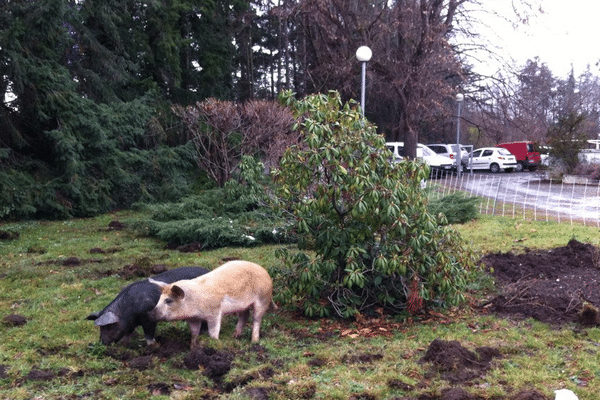 Une opération symbolique de la Confédération paysanne à Andrézieux-Bouthéon : 2 cochons lâchés dans le jardin de la fédération des chasseurs - 19/1/16