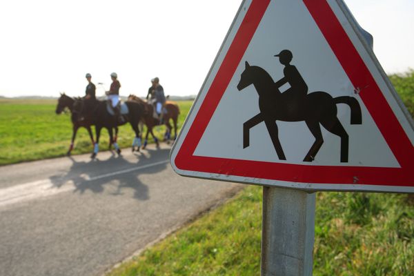 Une automobiliste a percuté deux cavalières à cheval ce jeudi 17 octobre 2024 dans la Manche. (Image d'illustration)