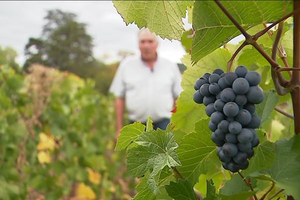 Le domaine de Suremain, à Mercurey (Saône-et-Loire), se transmet depuis sept générations.