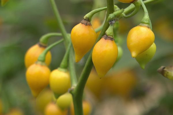 Fruits exotiques cultivés en plein Pays bigouden.