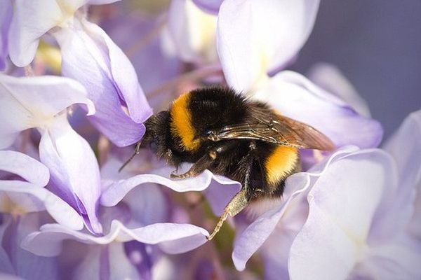 Le bourdon aime la glycine