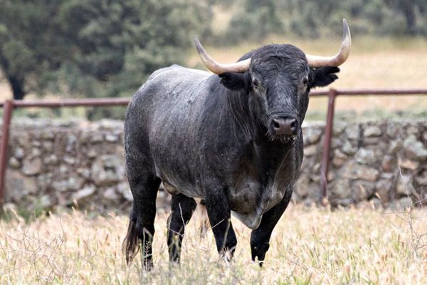 J'ai choisi pour Istres des toros que j'aurais pu aligner dans n'importe quelle arène de seconde catégorie en Espagne, explique Adolfo Martín.