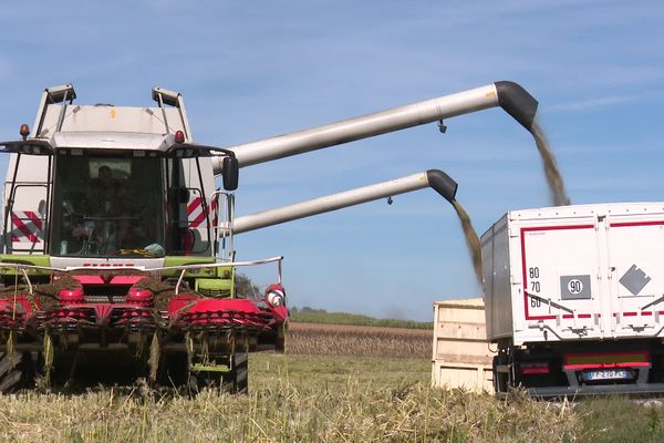 L'heure de la récolte du chanvre en Haute-Saône avec des machines très spécialisées.