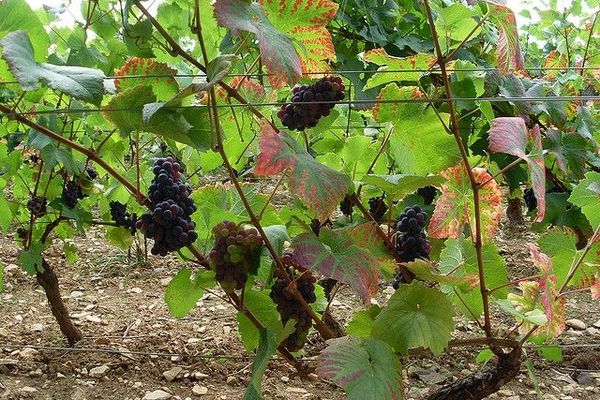 Vigne en véraison