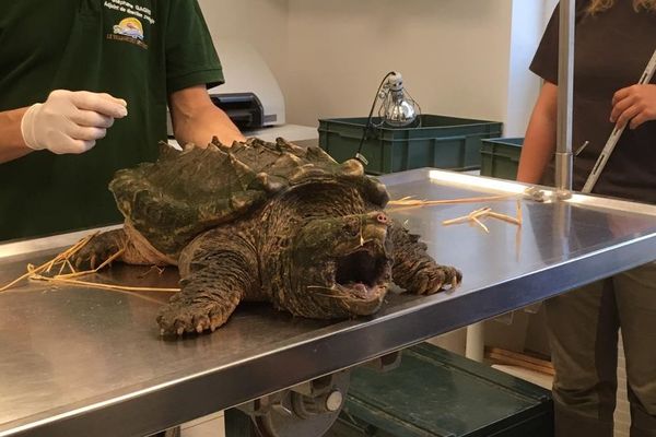 La tortue sauvage a été prise en charge au village des tortues de Carnoules, dans le Var.