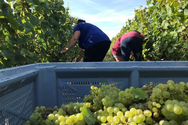 Les vendanges sont tardives, les viticulteurs attendent la pluie pour optimiser les rendements. La récolte 2021 sera maigre mais bonne à boire.