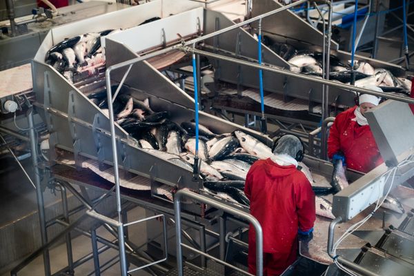 Un collectif boulonnais alarme sur une ferme d'élevage intensif de saumons, qui devrait voir le jour d'ici 2025 à Boulogne-sur-Mer.