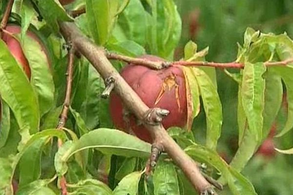 Les nectarines ont souffert de l'orage de grêle qui s'est abattu dans les Pyrénées-Orientales. Août 2015.