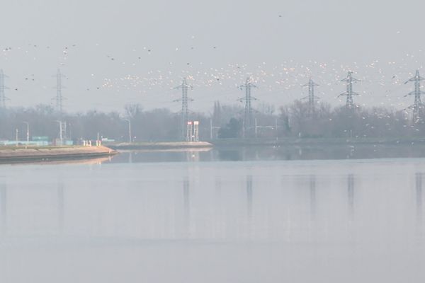 Si des mouettes survolent encore le Rhin, la vie est moins dense sous l'eau.