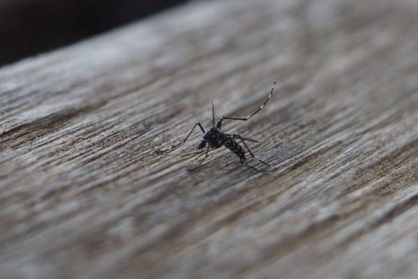 Les traitements contre les moustiques-tigres semblent faire effet dans le quartier de las Sorbès,  à Montpellier