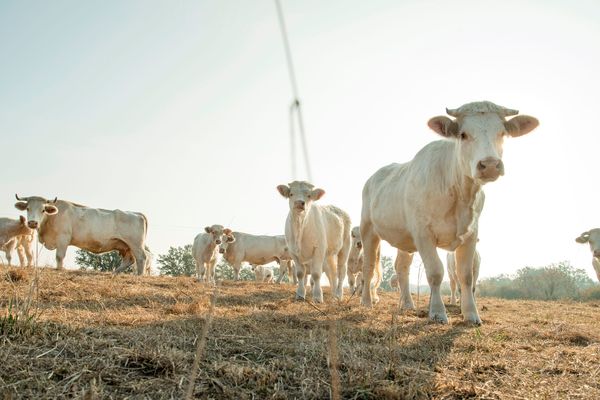 La sécheresse contraint les agriculteurs à prendre des mesures radicales