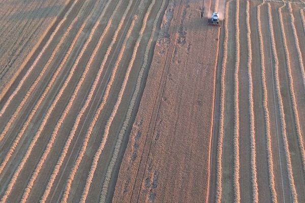 Début des moissons dans les Hauts-de-France