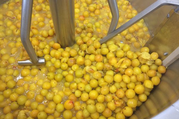 Le laboratoire tourne à plein régime en cette fin d'été. Ici 160 kg de mirabelles sont transformées en desserts et confitures