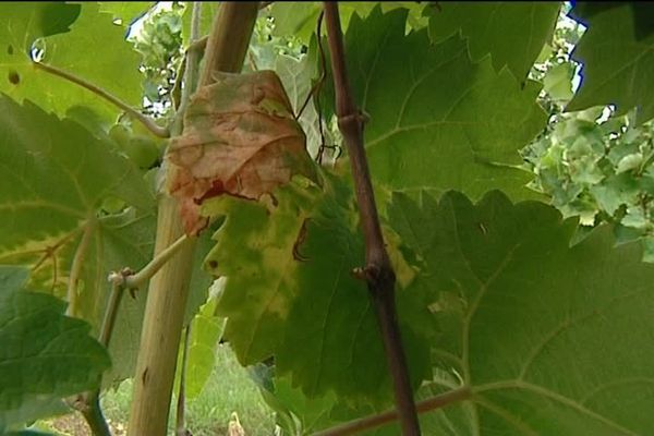 Les feuilles touchées par la flavescence dorée jaunissent et se recroquevillent.