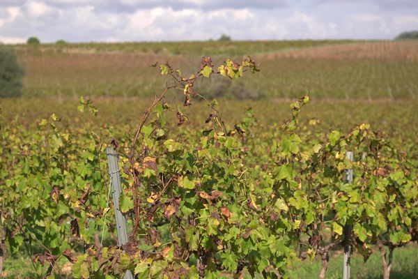 8% des vignes dans l'Aude et 14% dans les Pyrénées-Orientales vont être arrachées. Mais les viticulteurs de ces deux départements ne s'avouent pas vaincus.