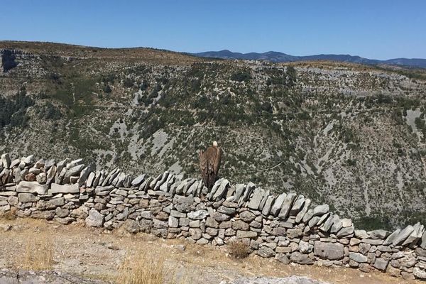 Les deux vautours se sont envolés ce samedi dans le Cirque de Navacelles.