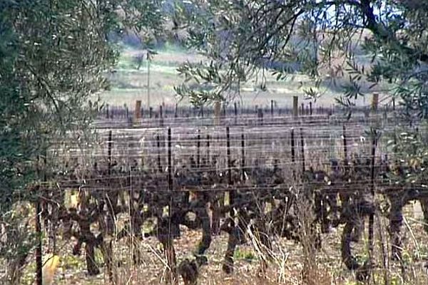 Jonquières (Hérault) - les vignes de l'AOC Terrasses du Larzac - mars 2015.