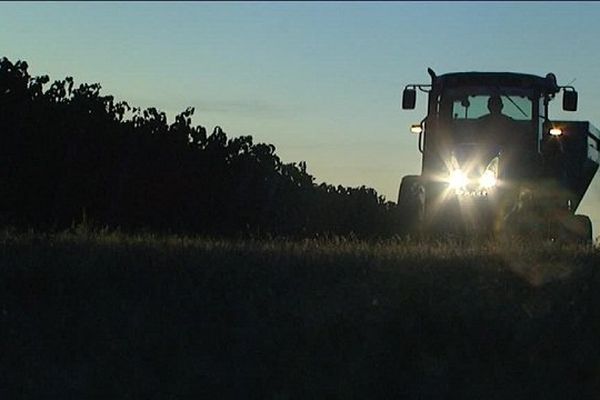 Les vendanges débutent à l'aube pour conserver au raisin son caractère frais et fruité 