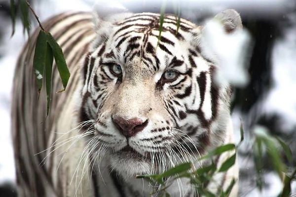 Radja Tigresse Du Zoo De Maubeuge Est Decedee