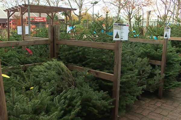 Les sapins de Noël investissent les rayons des jardineries de Brive-la-Gaillarde, en Corrèze. Mais l'inflation n'a pas épargné le roi des forêts.