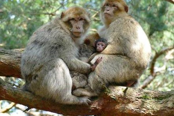 Montagne Des Singes De Kintzheim Bebes Magots En Vue