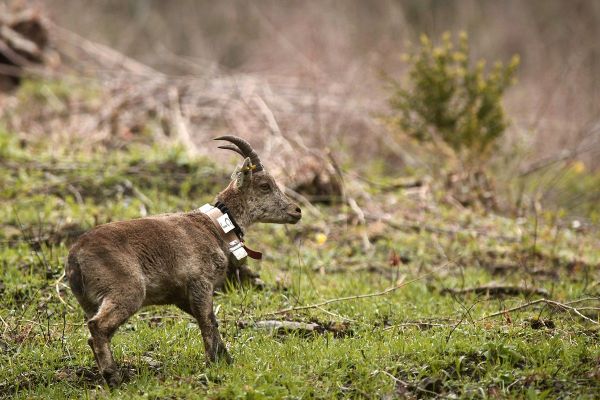 Une sous-espèce du bouquetin des Pyrénées a été réintroduite dans le massif en 2014.