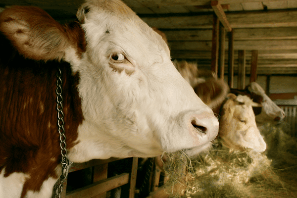 L'abattoir de Craon en Mayenne visé par une plainte de l'association L214, photo d'illustration