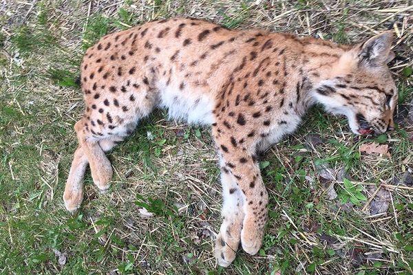 Le lynx percuté en début de semaine par une voiture, dans le Doubs.