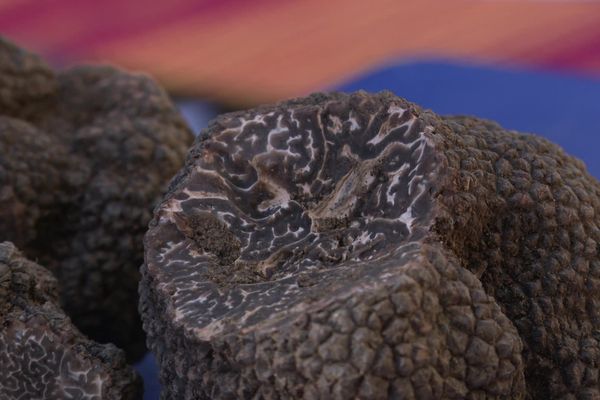 Raréfaction des truffes noires au marché de Céret, le 17 décembre 2023.