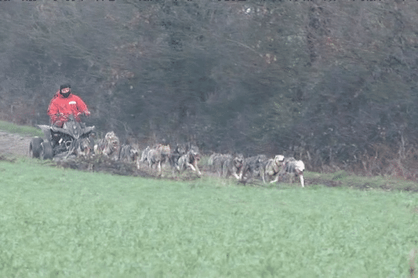 Patrick Logeais, musher, entraîne ses chiens plusieurs fois par semaine en tractant un quad