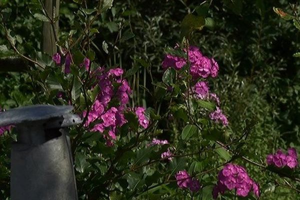 Les jardins de la Belleuse à Felleries pour amoureux de nature, de poésie et de fantaisie