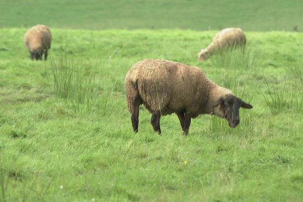 Après plusieurs attaques, un éleveur des Ardennes est désormais autoriser à pratiquer un tir de défense contre le loup.