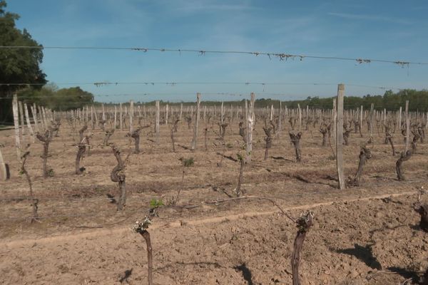 Les vignes dans la région de production de l'Armagnac dans les Landes ont souffert du gel de ce début avril 2021.